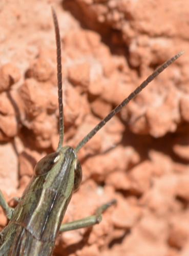 Euchorthippus elegantulus